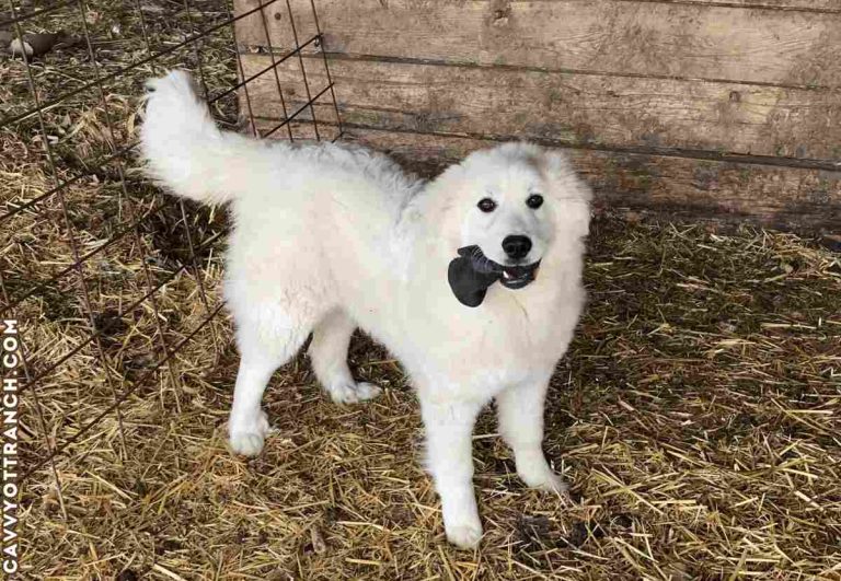 Great Pyrenees livestock guardian dog